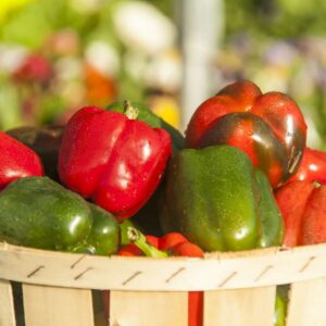 Capsicum (Bell Pepper)